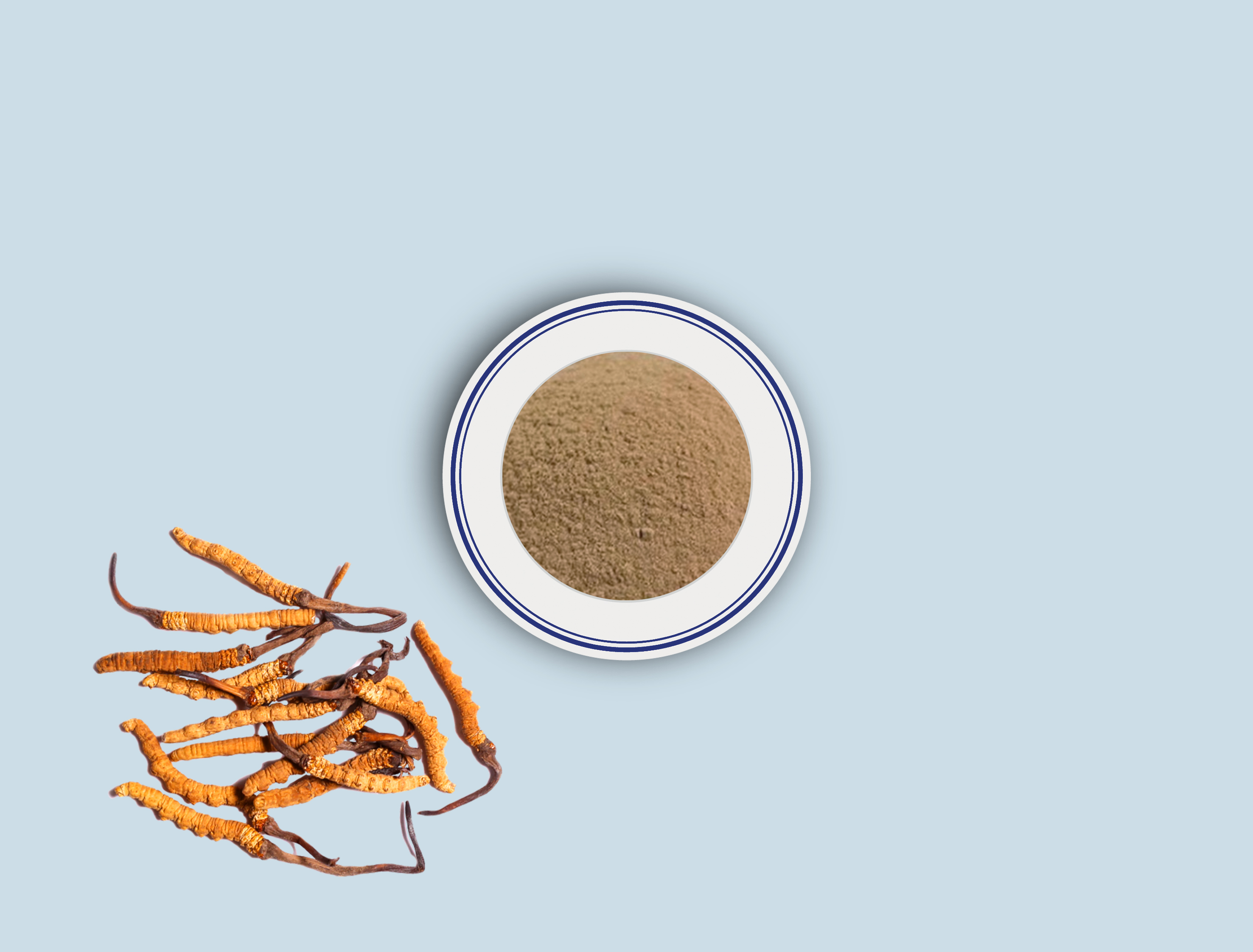 B-Cordyceps Sinensis extract powder